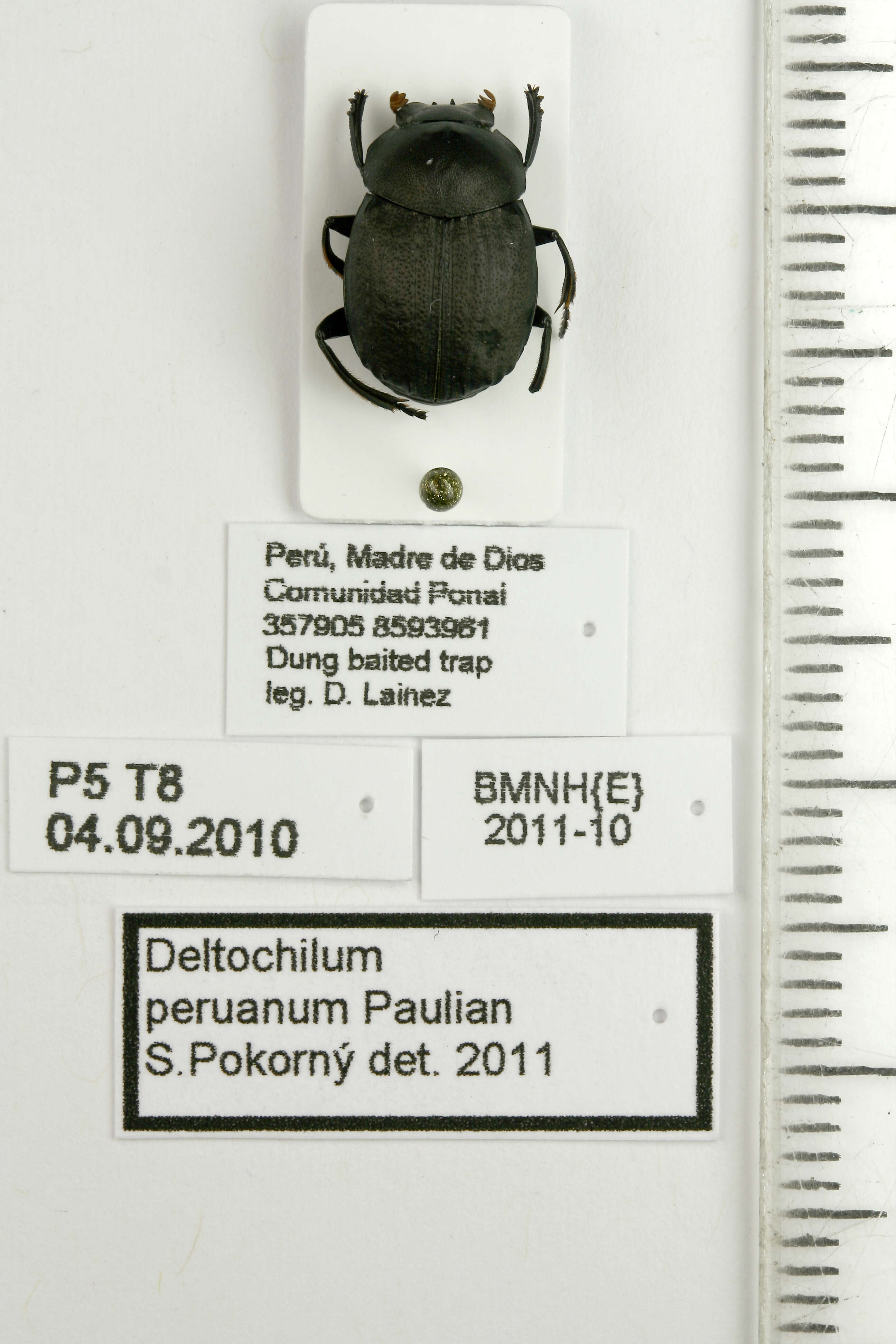 Image of Deltochilum
