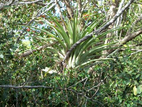 Imagem de Tillandsia utriculata L.