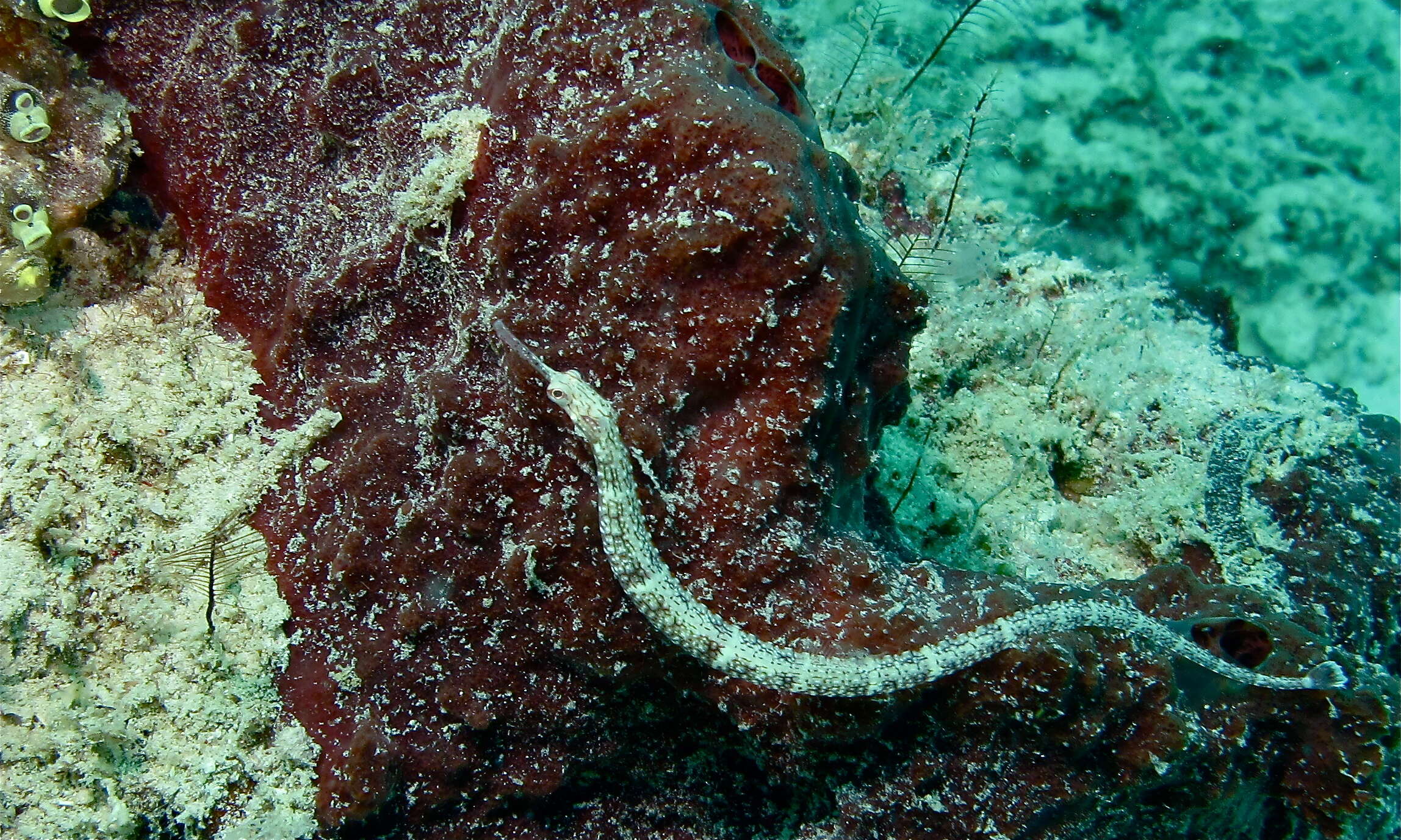 Image of Bloodspot pipefish