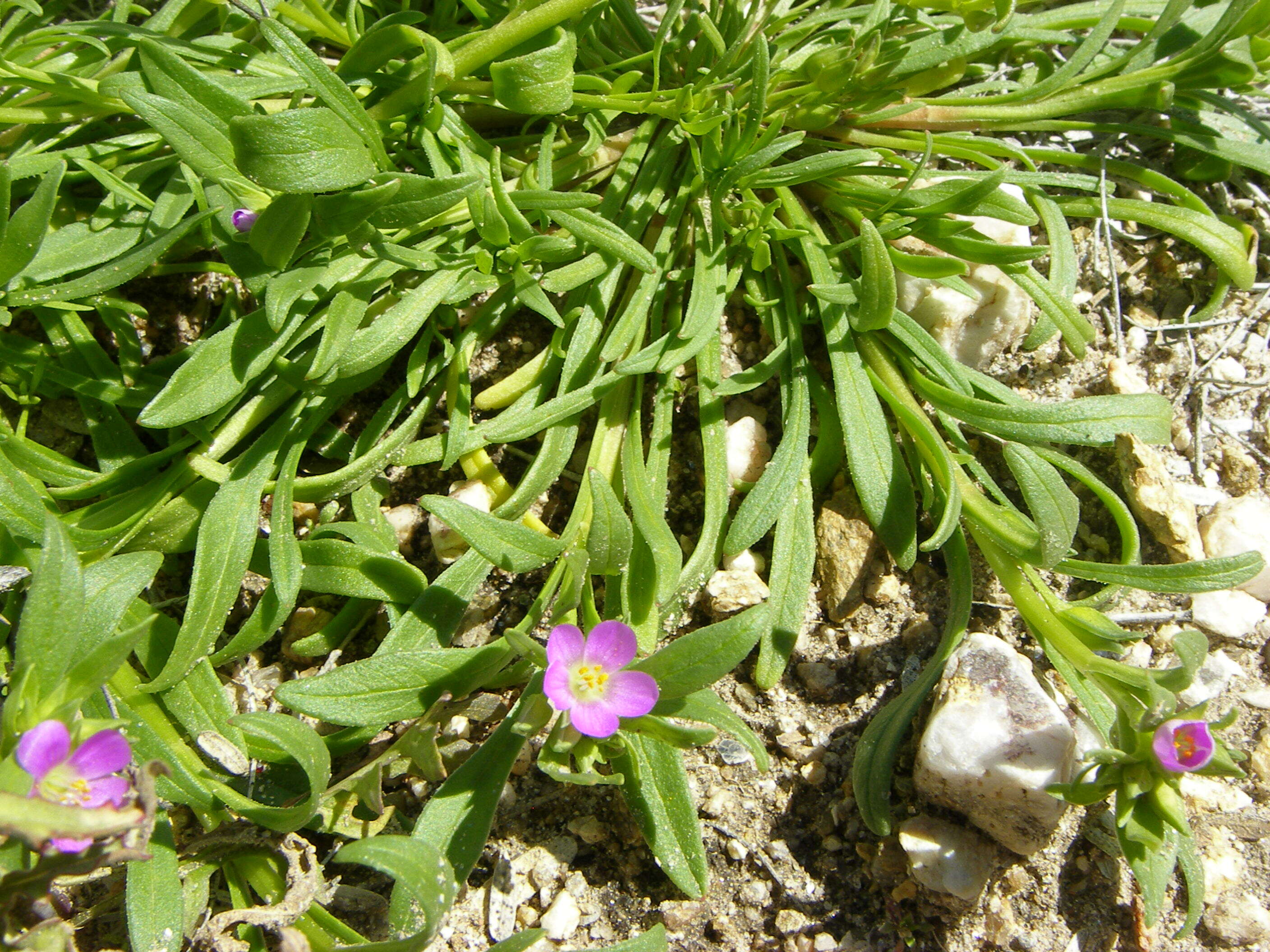 Слика од Calandrinia