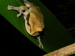 Image of Mexican Treefrogs