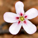 Image of Drosera spilos N. Marchant & Lowrie
