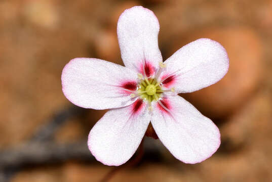 Image of Drosera spilos N. Marchant & Lowrie