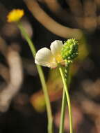 Image of Ranunculus pyrenaeus L.