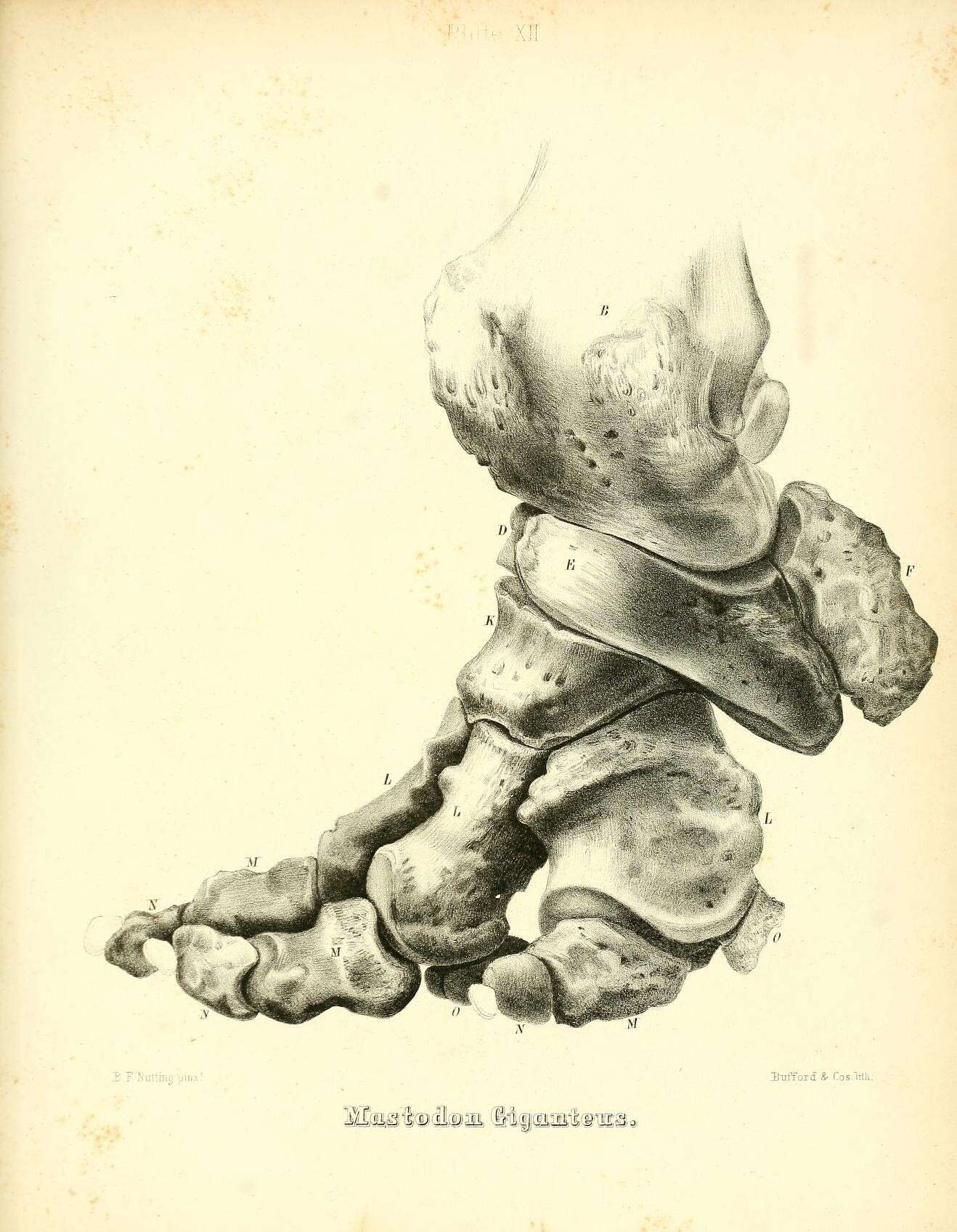 Image of Mammut Blumenbach 1799