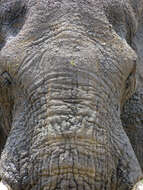 Image of African bush elephant