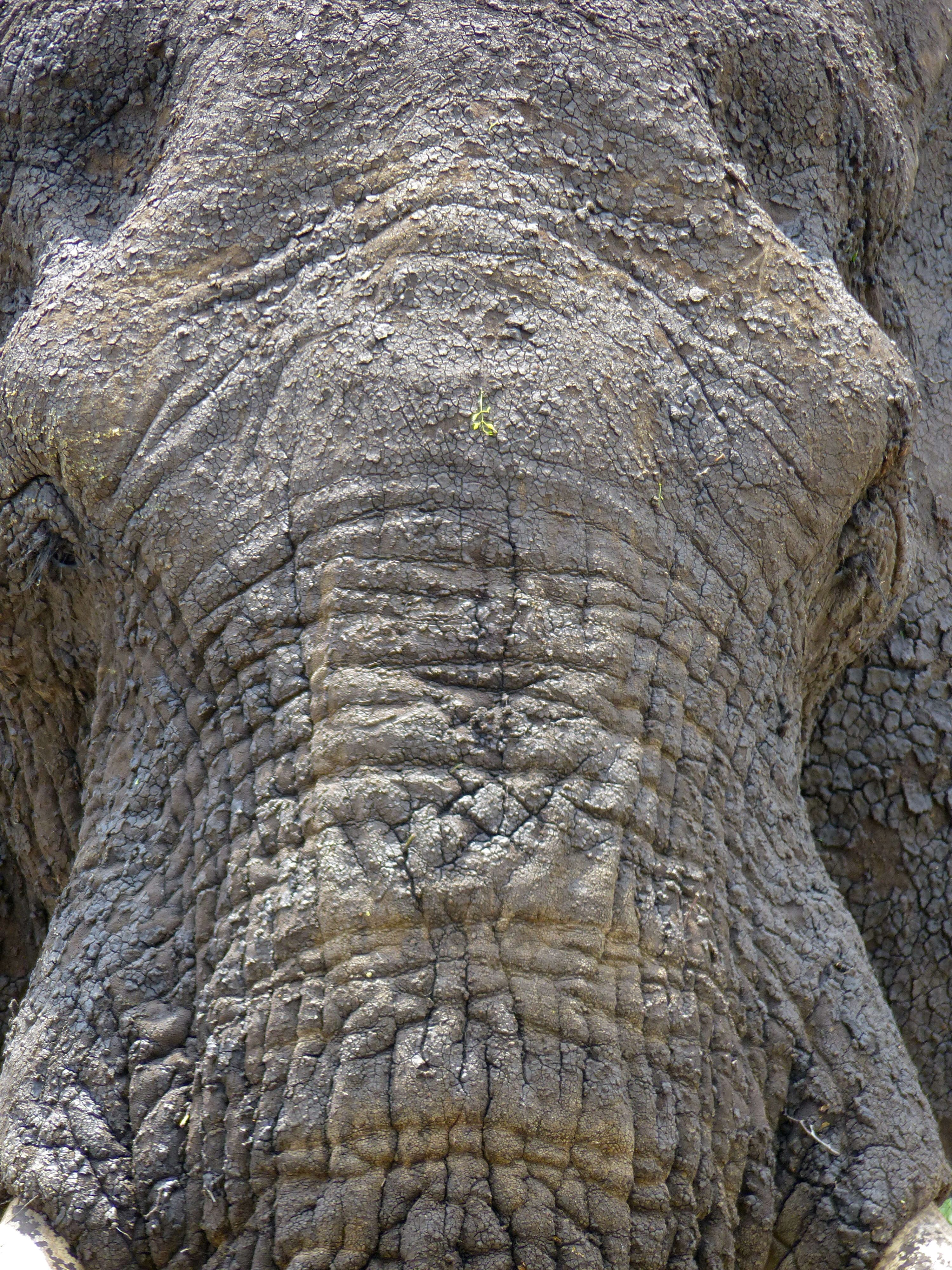 Image of African bush elephant