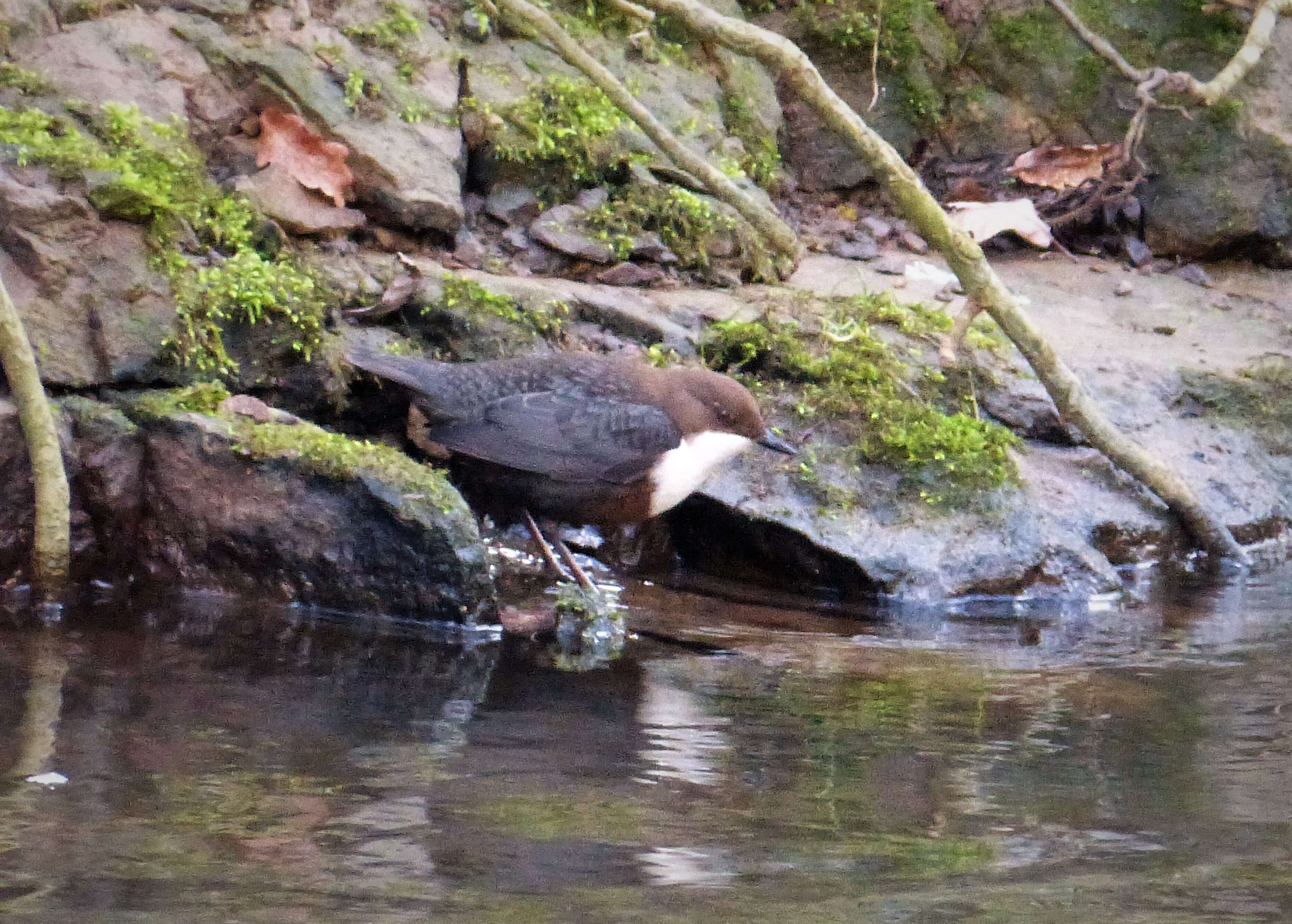 Image of dippers