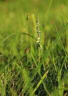 Image of Ladies'-tresses