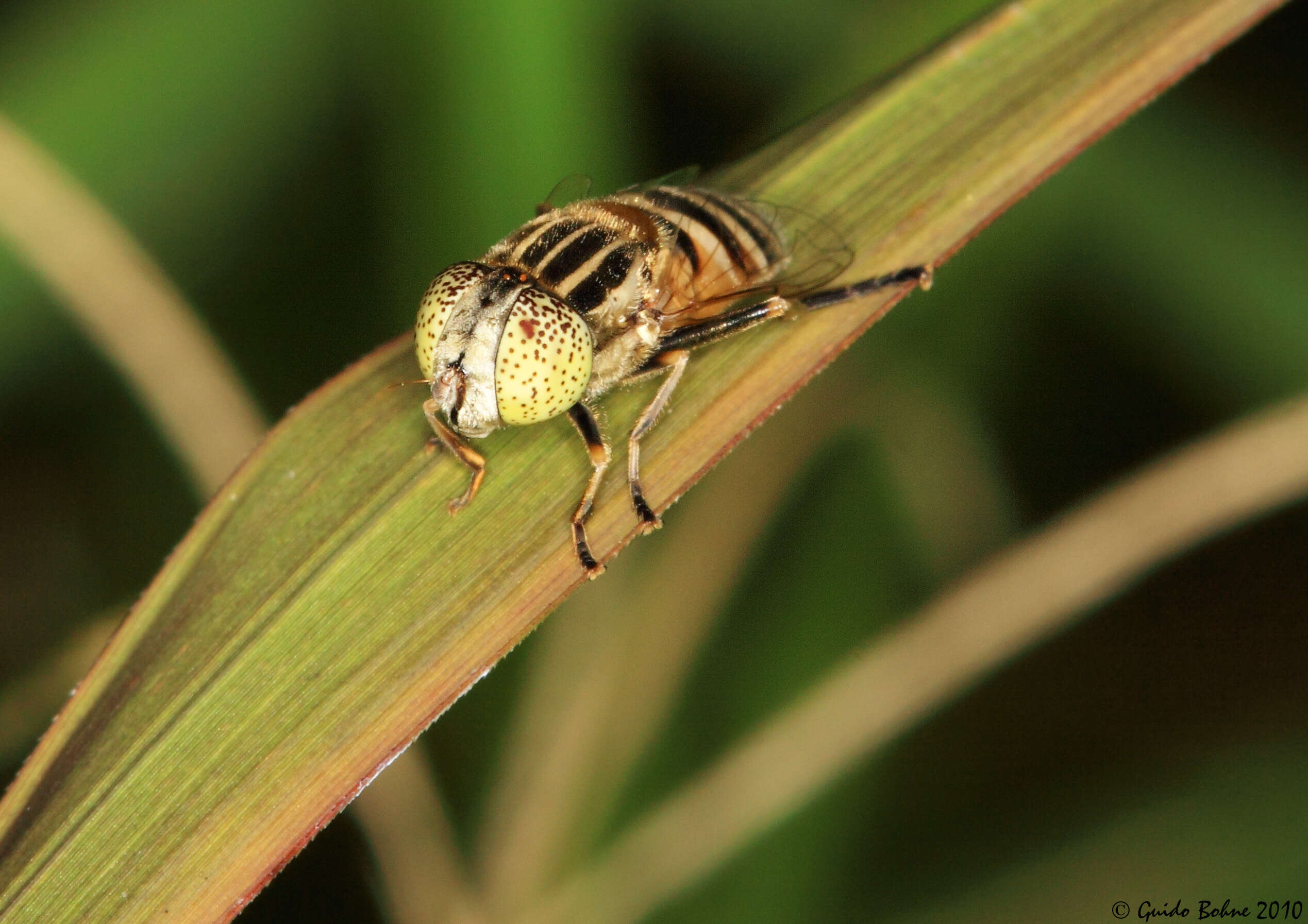 Image of Eristalinus