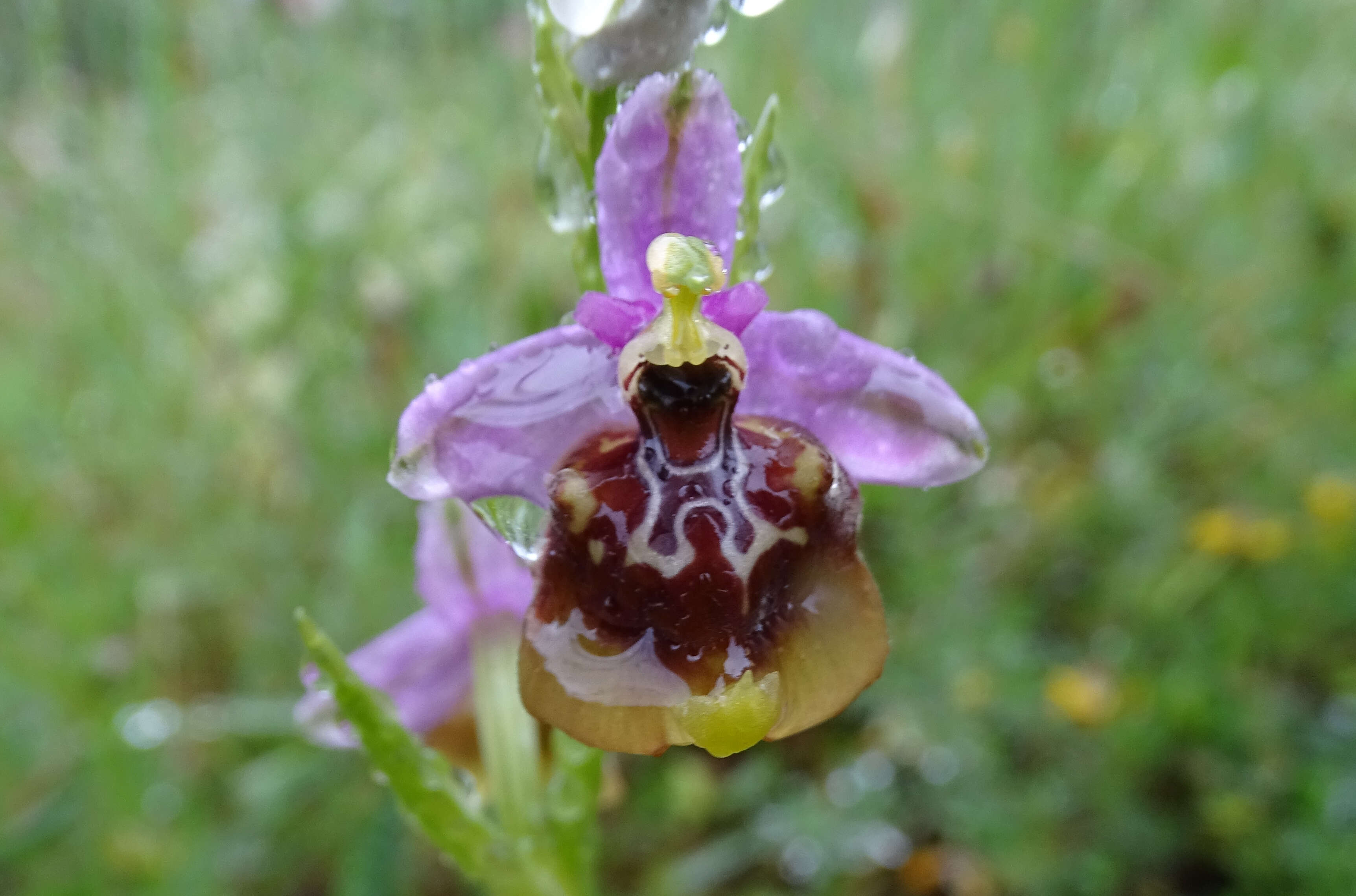 Image of Ophrys fuciflora subsp. candica E. Nelson ex Soó