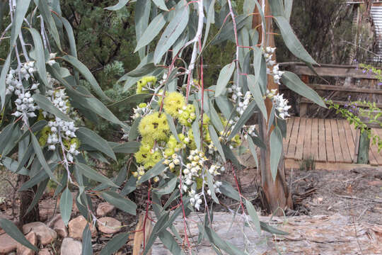 Image of lemon-flower gum