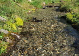 Image of Yellow (Mountain) Saxifrage