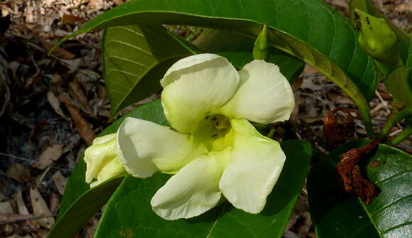 صورة Odontadenia lutea (Vell. Conc.) Markgr.