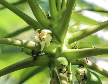 Image of papaya