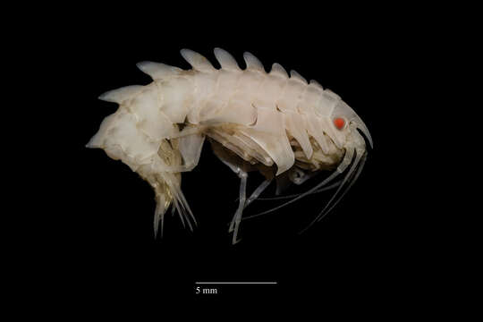 Image of Epimeria subgen. Epimeria Costa ex Hope 1851