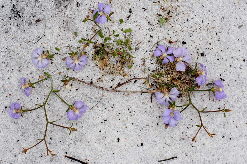 Imagem de Scaevola striata R. Br.