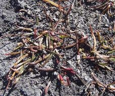 Image of grasswort