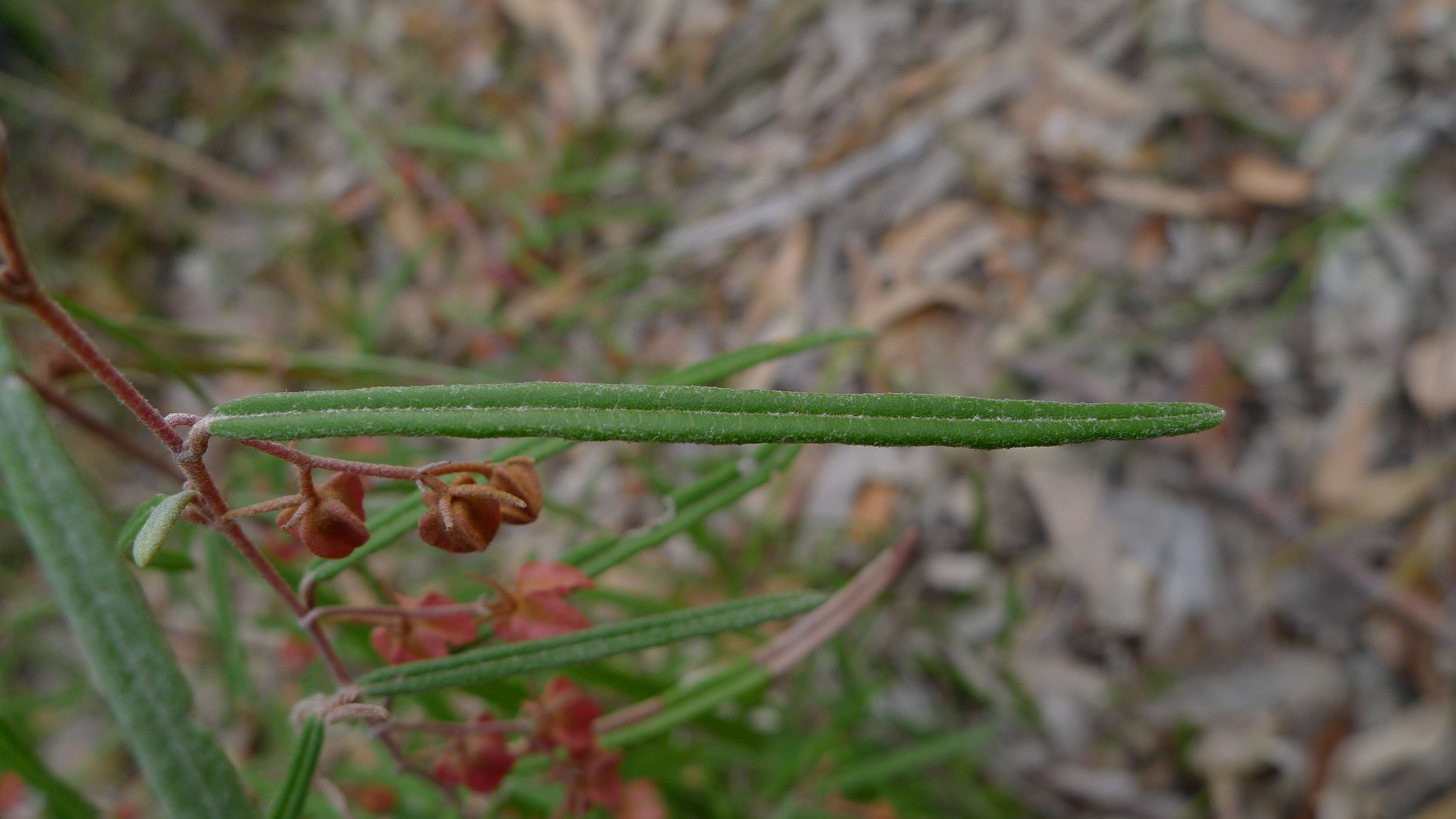 Image of Lasiopetalum