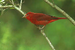 Image of Summer Tanager