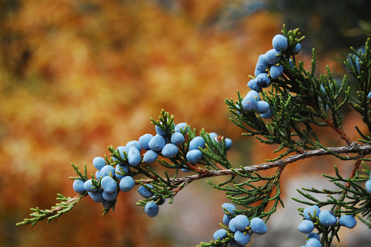 Image of juniper