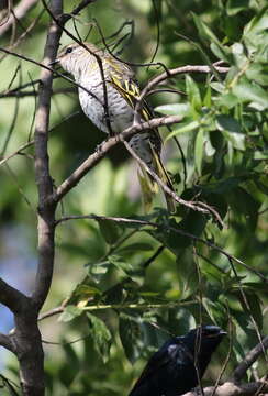 Image of Black Cuckoo-shrike