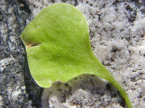 Image of Indian lettuce