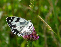 Imagem de Melanargia