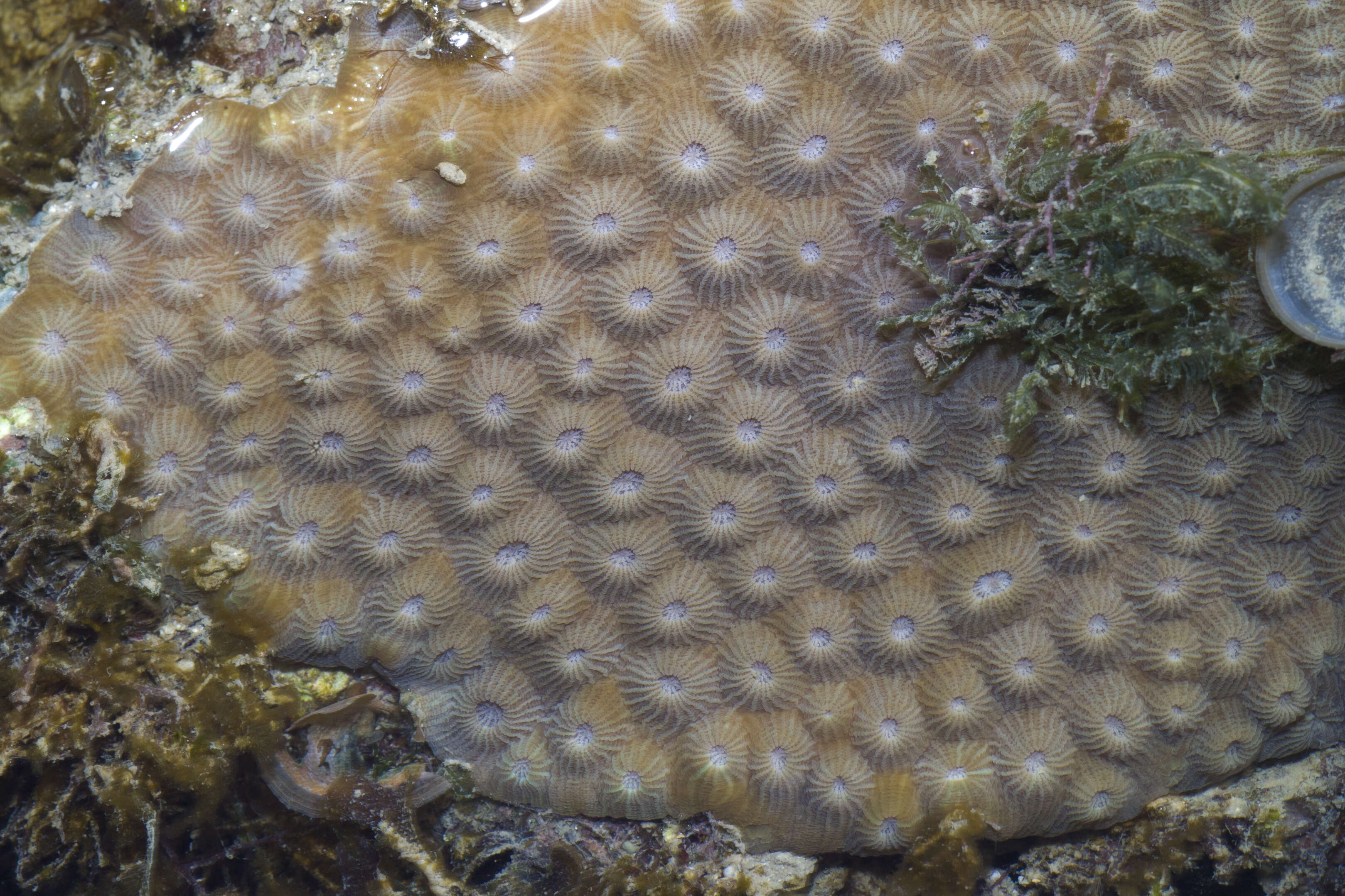 Image de Diploastraeidae Chevalier & Beauvais 1987