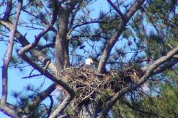 Imagem de Haliaeetus leucocephalus (Linnaeus 1766)