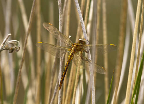 Image of Sympetrum Newman 1833