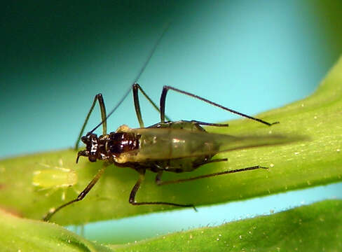 Image of Macrosiphum