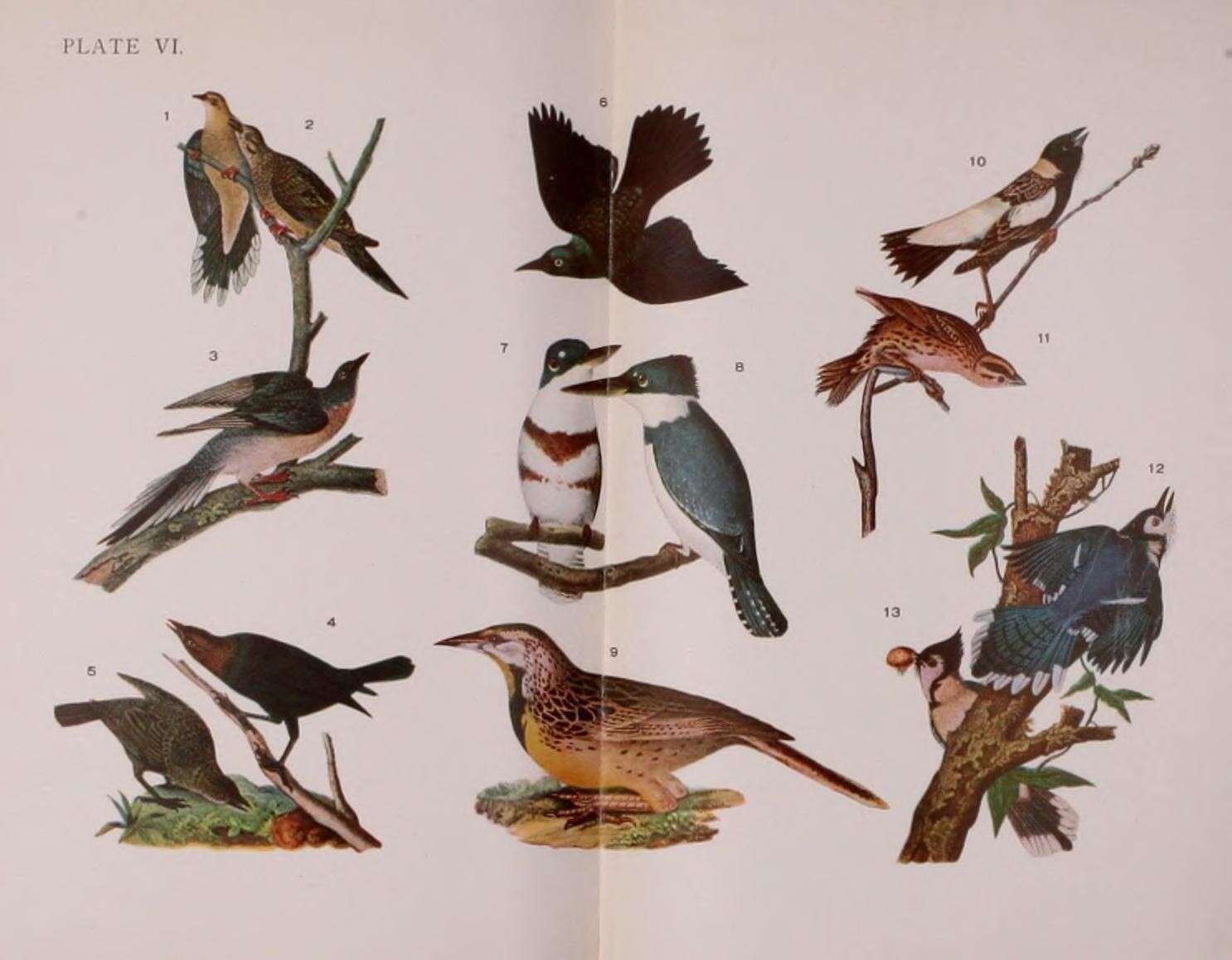 Image of Ectopistes Swainson 1827