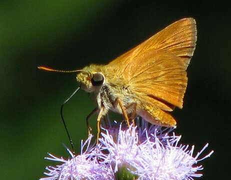 Plancia ëd Copaeodes aurantiaca Hewitson 1868