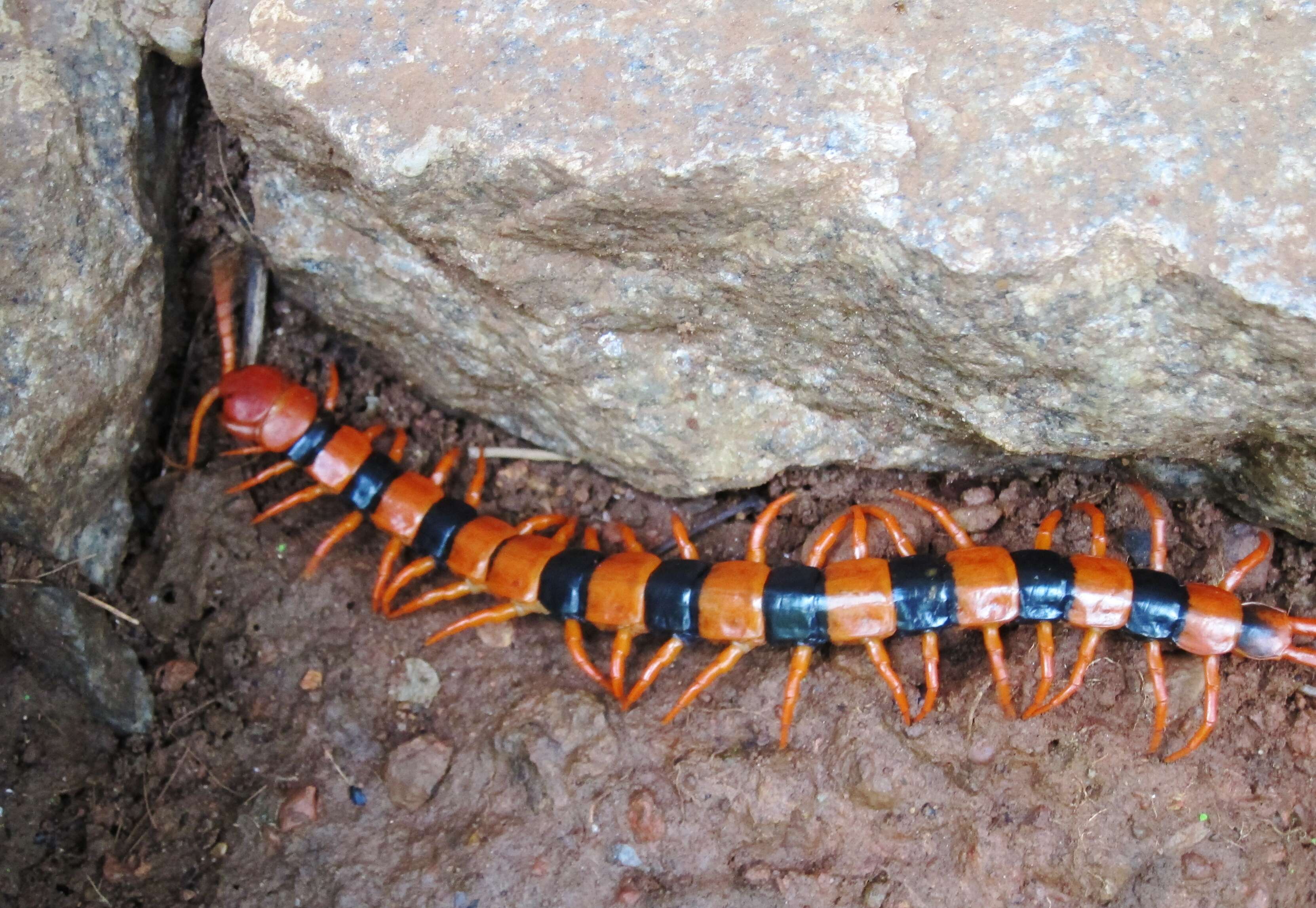 Image of Indian tiger centipede