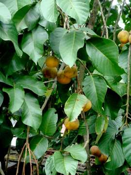 Image of Santol