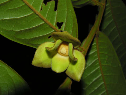 Image of Guatteria pudica N. Zamora & Maas