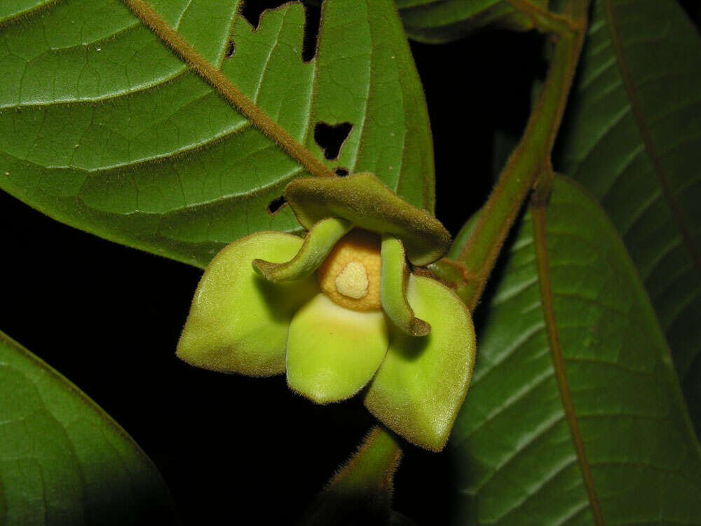 Guatteria pudica N. Zamora & Maas的圖片