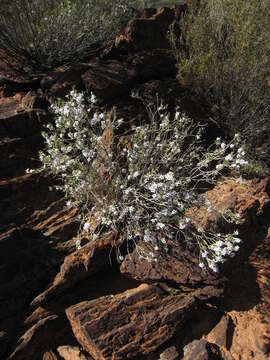 Image of Philotheca brucei (F. Müll.) Paul G. Wilson