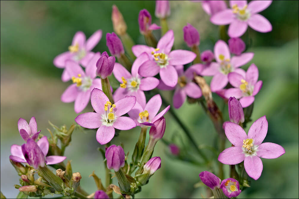 Image of slender centaury