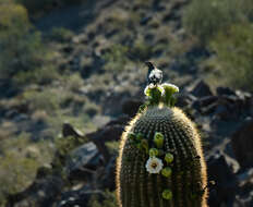 Image of saguaro