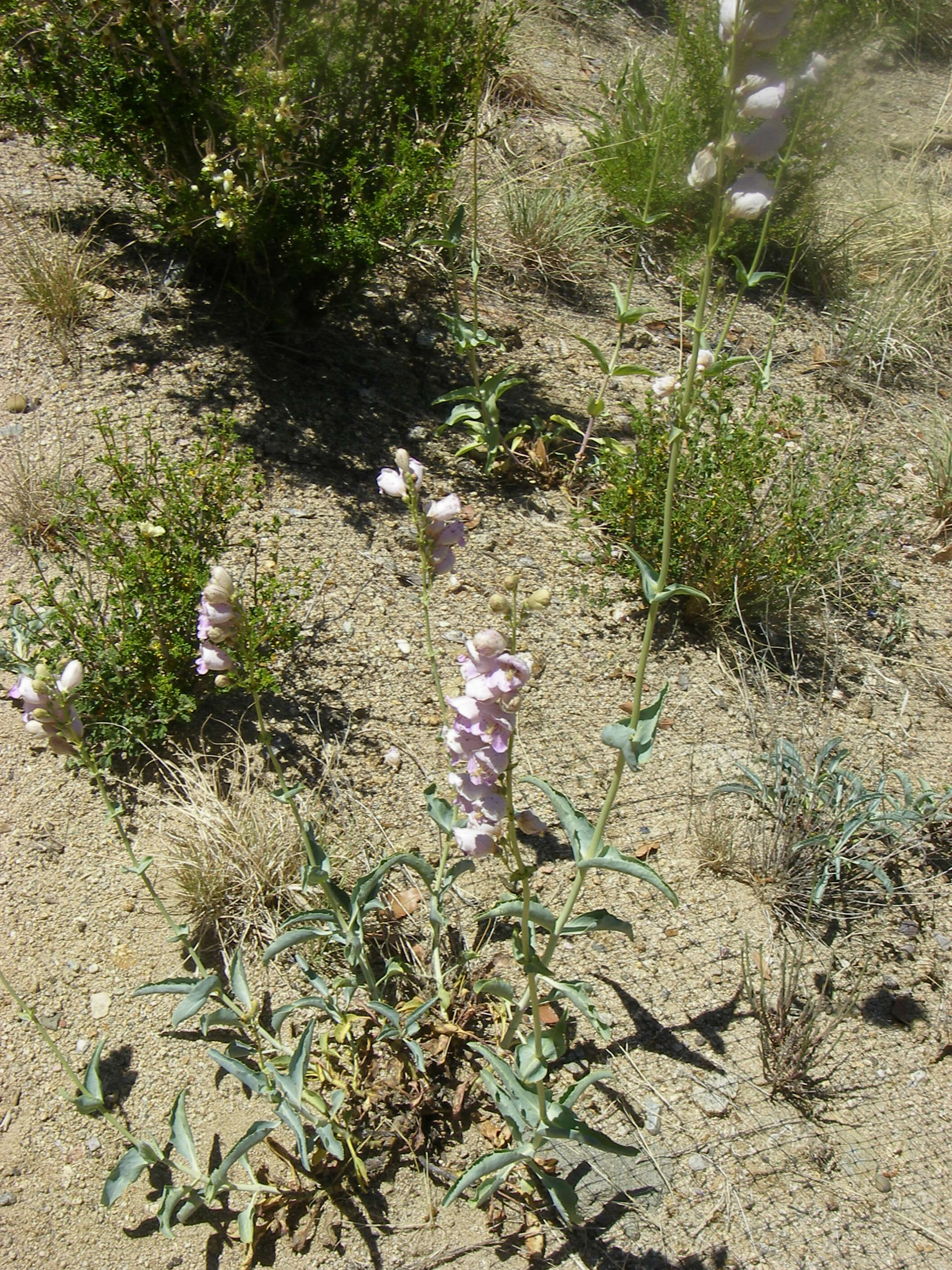 Image of Palmer's penstemon