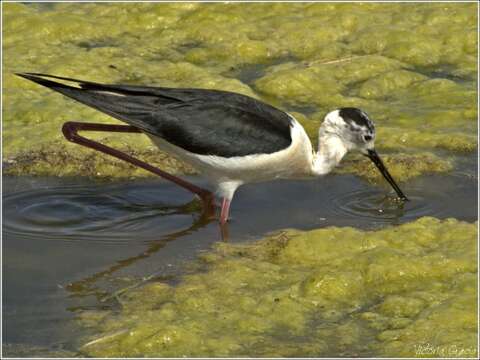 Слика од Himantopus Brisson 1760