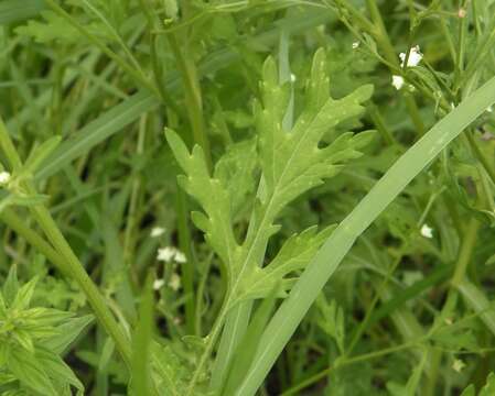 Sivun Parthenium hysterophorus L. kuva