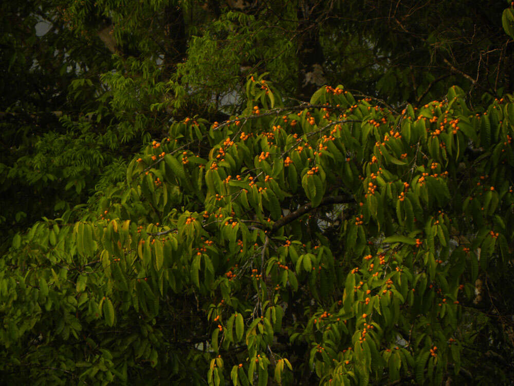 Image of faux bois d'arc