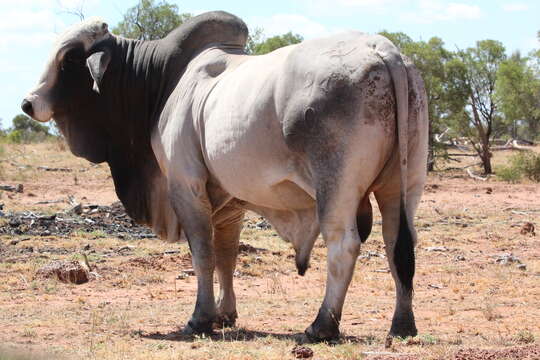 Image of zebu cattle