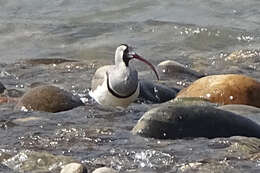 Image of ibisbills