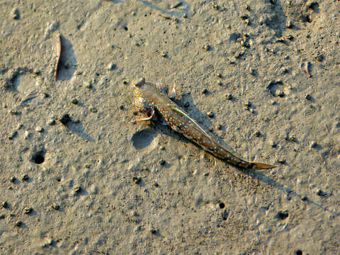 Image of Blue-spotted Mudskipper