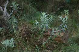 Image of Senecio odoratus Hornem.