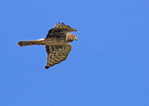 Image of Northern Harrier